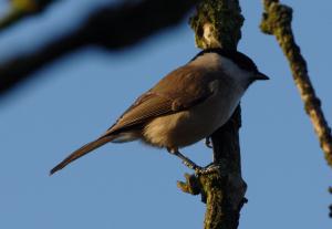 photo of Marsh Tit{Poecile palustris}