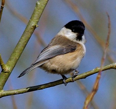 photo of Willow Tit{Poecile montanus kleinschmidti}