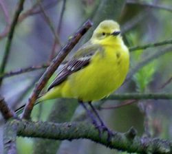 photo of male Yellow Wagtail {Montacilla flava flavissima}