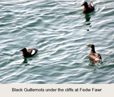 photo of Black Guillemots on the sea.