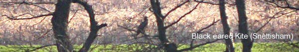 photo of a Black eared kite