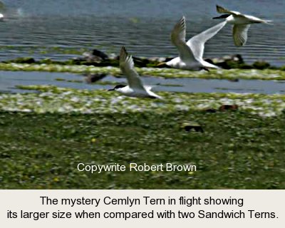 photo of the mystery Cemlyn Tern in flight.
