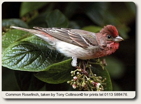 Common Rosefinch