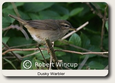 photo of a Dusky Warbler