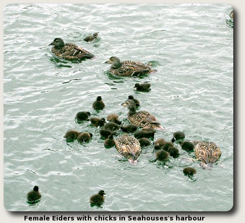 photo of female Eiders with young.