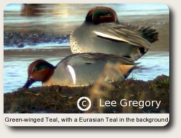photo of Green-winged Teal with drake Eurasian Teal
