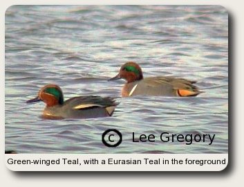 photo of swimming Green-winged Teal with drake Eurasian Teal