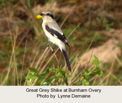 photo of a Great grey Shrike.