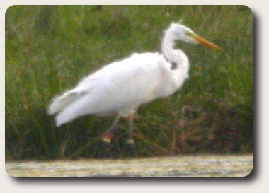 Great White Egret