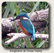 photo of a Kingfisher at Chew Valley.