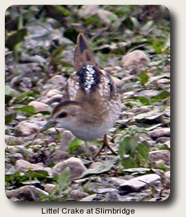 photo of a juvenile Little Crake at Slimbridge.