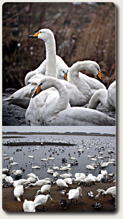 Waterfowl at feeding time, Martin Mere,Lancashire