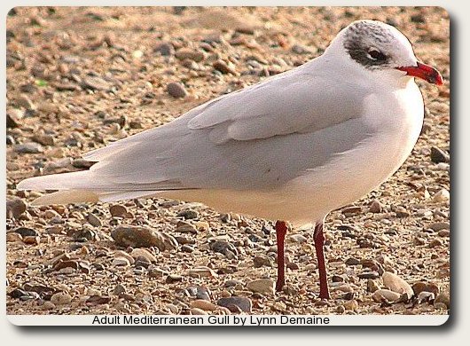 photo of adult Mediterranean 