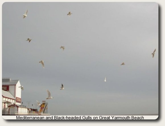 photo of Mediterranean and Black-headed Gulls