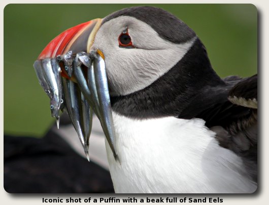 photo of a Puffin with sand eels.