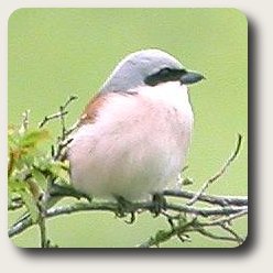 cropped photo of Red backed Shrike