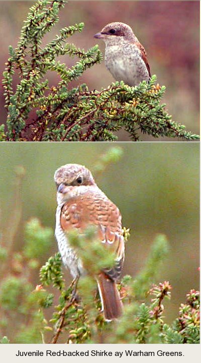 photo of a juvenile Red backed Shrike, Warham Greens.