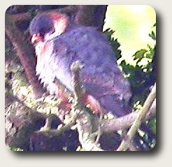 photo of Red footed falcon