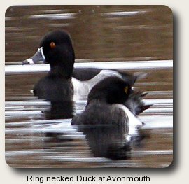 photo of an adult Ring necked Duck.