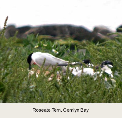 photo of a Roseate Tern.