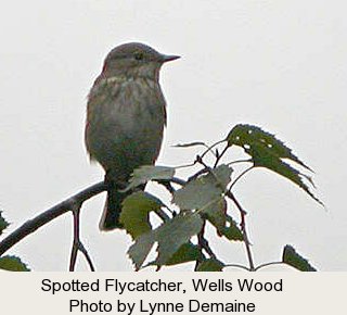photo of a Spotted Flycatcher, Wells Wood.