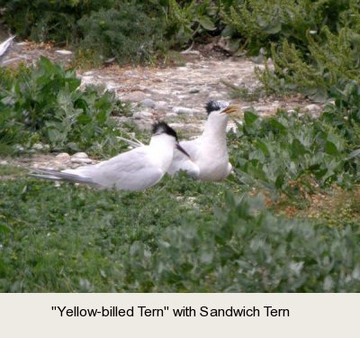 photo of the mystery Cemlyn Tern.