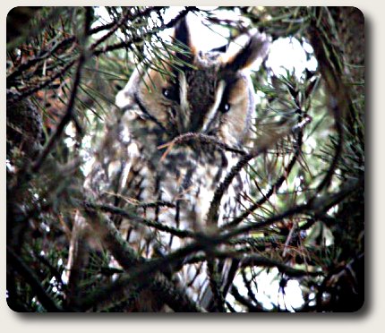 photo of a roosting Long eared owl.