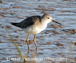 photo of a Lesser Yellowlegs