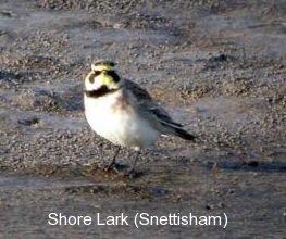 photo of a Shorelark