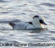 photo of a drake Smew