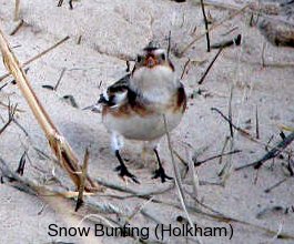 photo of a male Snow Bunting