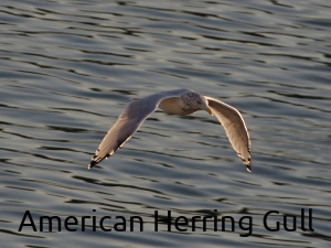 American Herring Gull