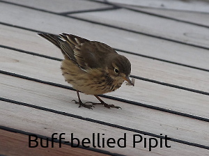 Photograph of a Buff-bellied Pipit