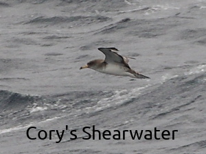 Cory's Shearwater in flight
