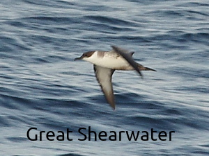 Great Shearwater in flight