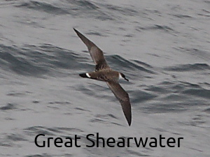 Great Shearwater