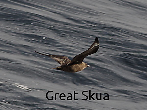 Great Skua