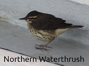 North Waterthrush photograph
