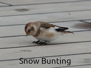 Photograph of Snow Buntings