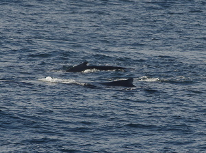 Whale species