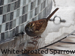 Photograph of a White-throated Sparrow