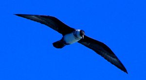 Photo of a pale phase Arctic Skua