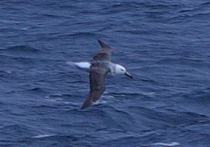 photo of Black browed Albatross