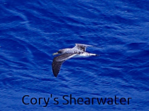 Cory's Shearwater