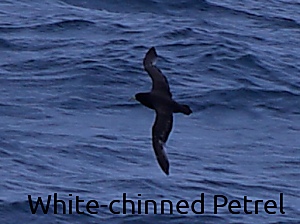 White-chinned Petrel photograph