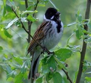 Male Reed Bunting photograph