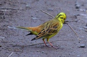 Male Yellow Hammer photograph