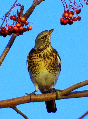 Fieldfare photograph