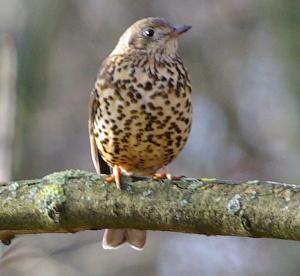 Mistle Thrush photograph