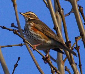 Redwing Photograph